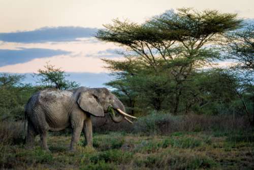 Peaceful day for endangered animal, this shot taken in ngorongoro national park - Tanzania