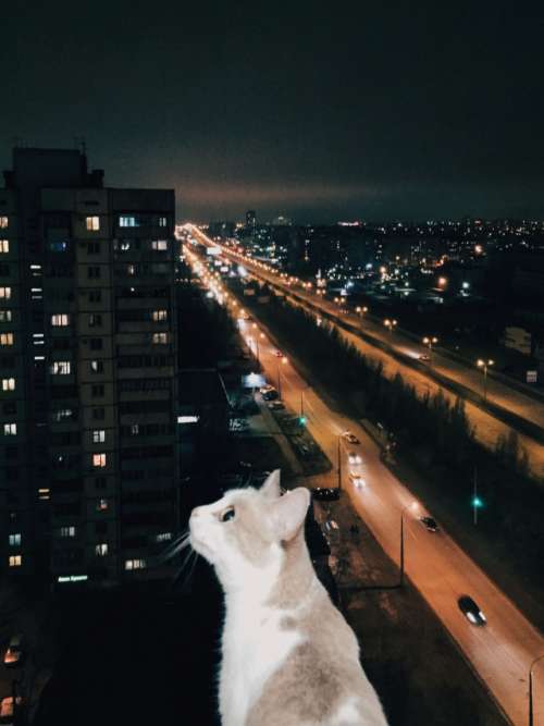 Cat in the city 