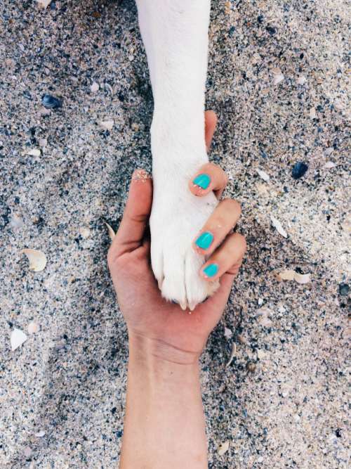 Minimalist dog paw