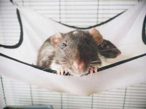 Rat hanging around