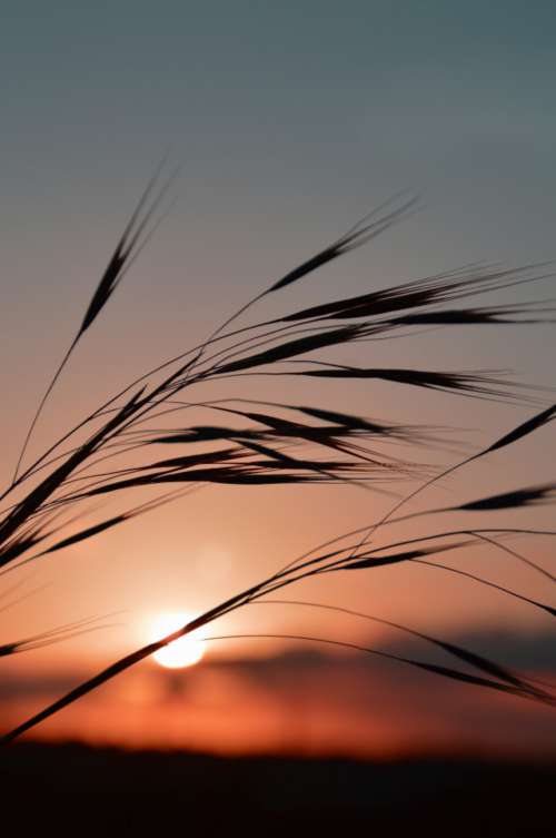 Sunset silhouette 