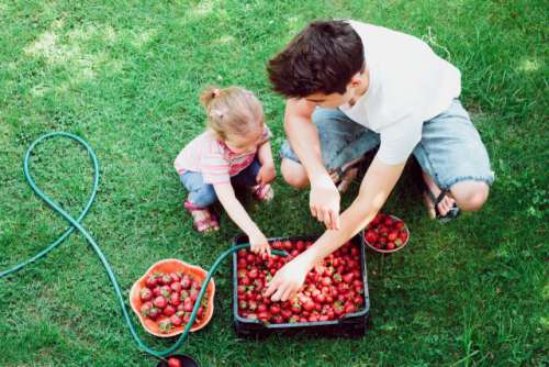 Young boy and his little sister washing strawberries freshly picked in a garden