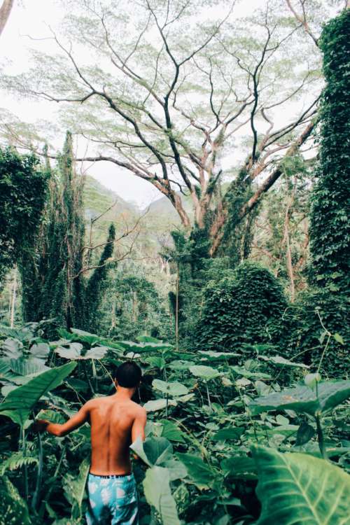 Where the wild things are🌴🌿
