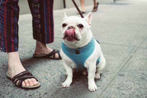 French Bulldog Tongue