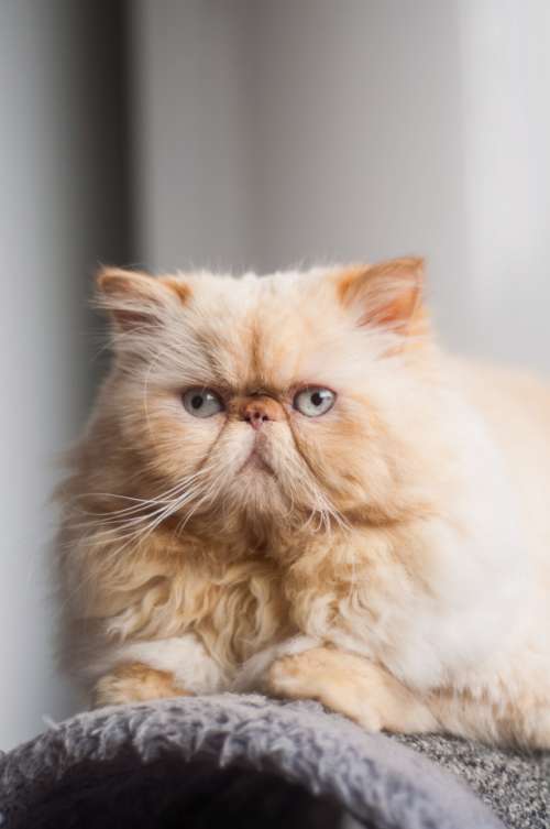 Pet Persian cat