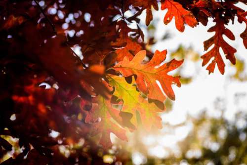 Brilliant red oak leaves in sunlight in fall