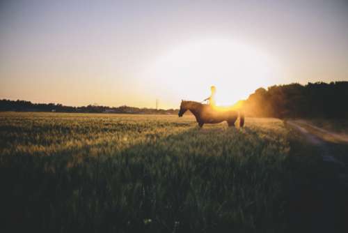 Evening horse rides