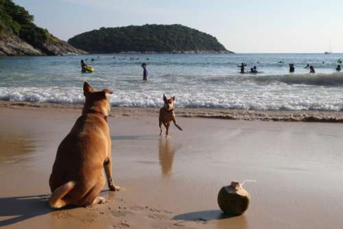 Travel to island Phuket, Thailand. Playing dogs and coconut on a beach near to a sea. 