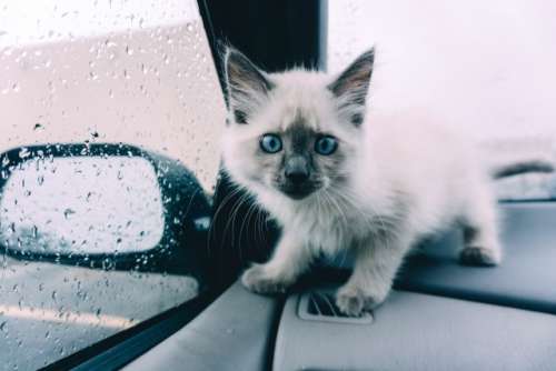 Cat in the car