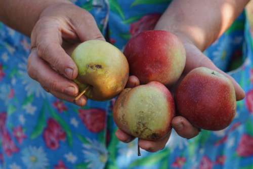 Harvest 🍎