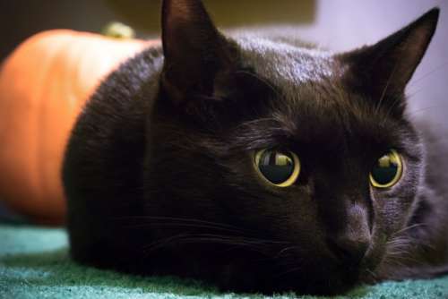 Close up black cat, Halloween