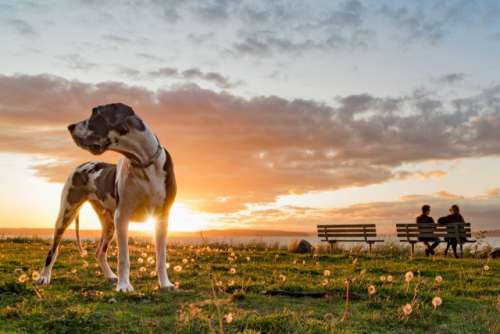 Handsome harlequin great dane dog standing majestically at sunset with couple chatting on park bench in background.