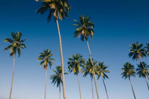 palm paradise
