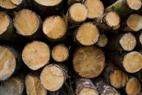 A pile of freshly cut trees in a timber, forestry or lumber environmental background image