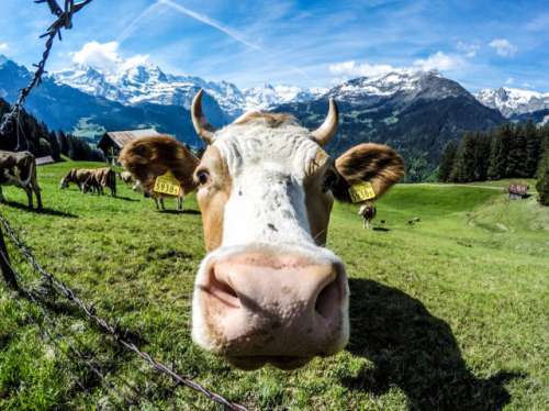 Alpine cows