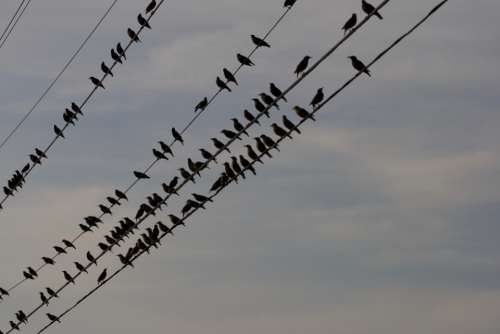 birds perched wire city line