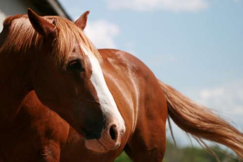 horse sunny animal farm equine
