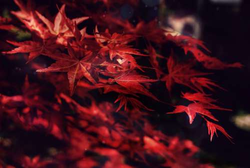 maple leaves trees forest nature