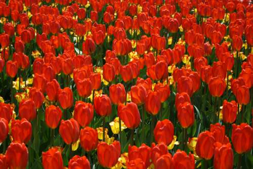 tulips background flower red petals