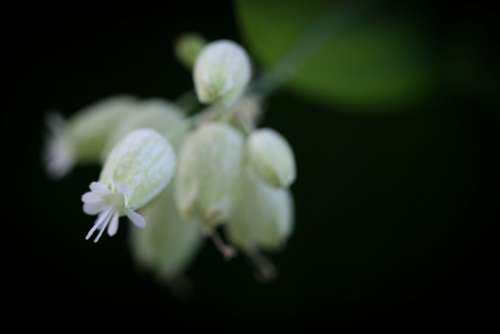 dark flower background white closeup