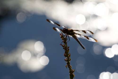 dragonfly close up nature insect animal