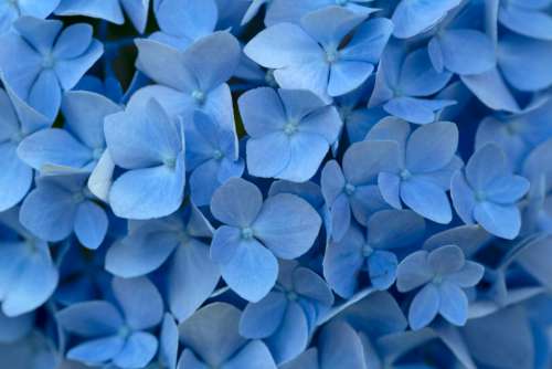 blue flowers background petals close up