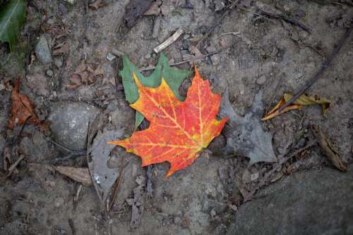 fall leaf nature colorful autumn