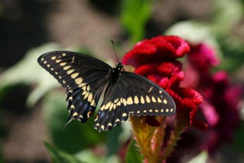 butterfly close up insect garden summer