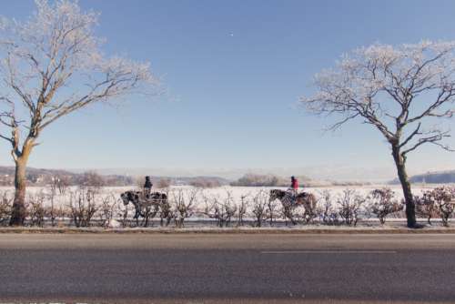 horse ride winter snow cold