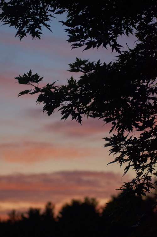 sunset trees sunrise vibrant clouds