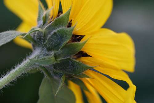 yellow flower close up garden fresh