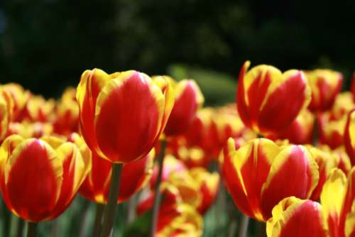 tulip flower macro petals nature