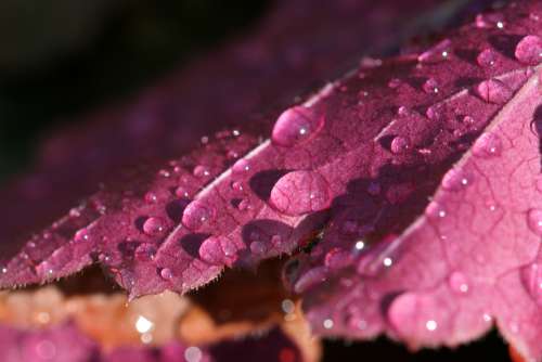 leaf water droplets close up nature