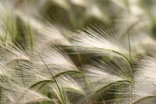tall grass background field seed