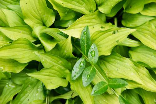 wet leaves plant background green