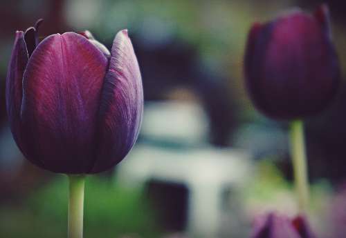 purple tulips flowers garden spring