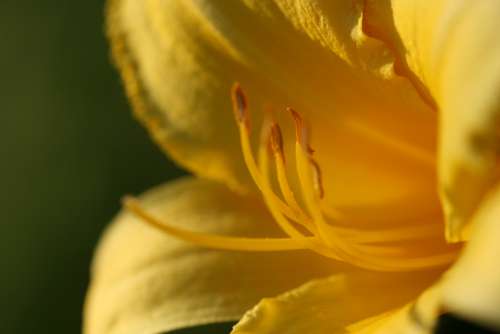 yellow flower macro petals close up