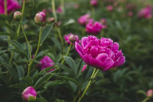 pink blossoms garden flower bloom