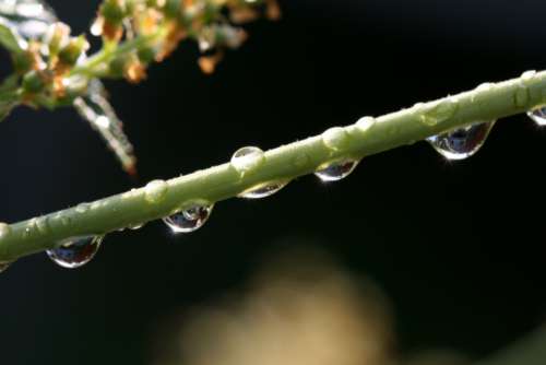 water droplets close up plant rain