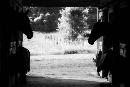 horses barn stable stall animal