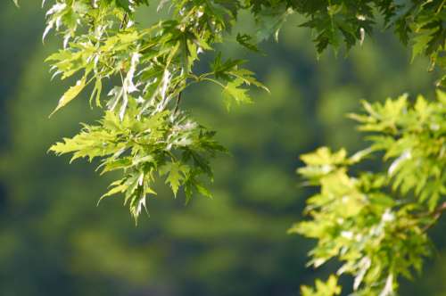 maple tree leaves background green