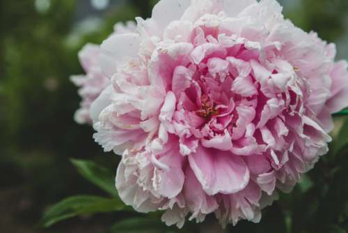 macro flower garden nature outdoors