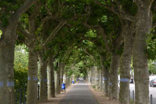 park trees path street footpath