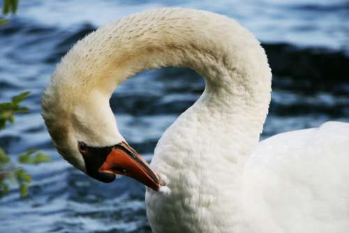 swan close up animal beak bird