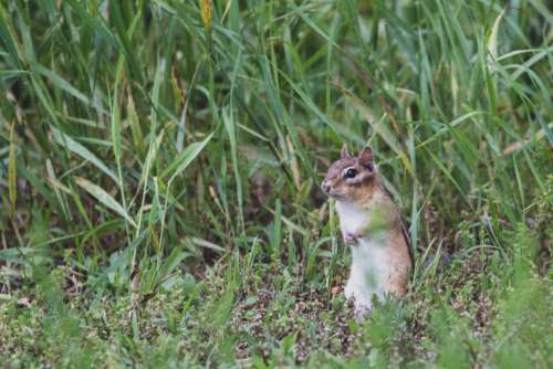 chipmunk animal nature widlife rodent