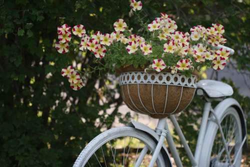 old bicycle flowers retro decoration