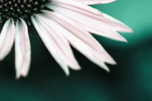 white flower petals macro background