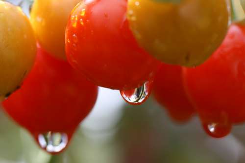 tomatoes garden close up wet red
