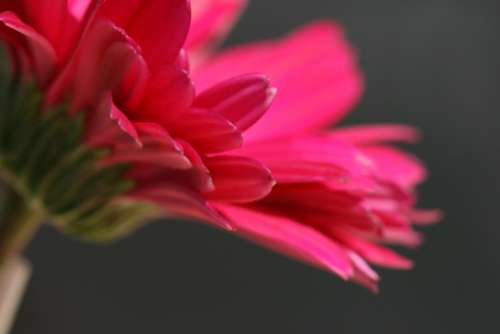 pink flower close up garden fresh