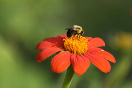 bee spring flower pollen nature